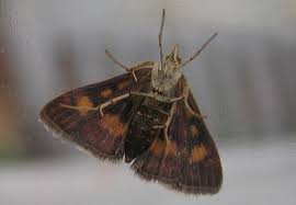 Attēlu rezultāti vaicājumam “Pyrausta aurata”