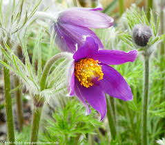 Attēlu rezultāti vaicājumam “Pulsatilla vulgaris flower”