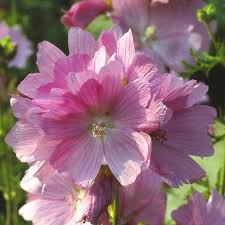 Image result for Malva alcea