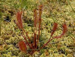 Attēlu rezultāti vaicājumam “Drosera anglica fruit”