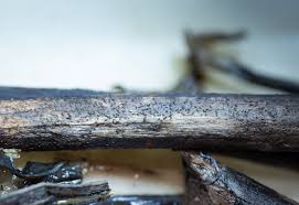 Attēlu rezultāti vaicājumam “Licea testudinacea plasmodium”