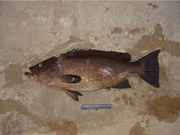 Image result for Mycteroperca rubra