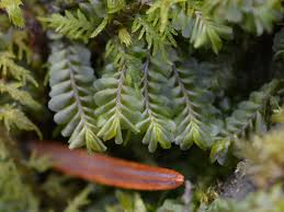 Attēlu rezultāti vaicājumam “Plagiochila porelloides”