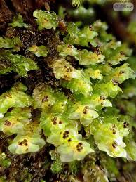 Attēlu rezultāti vaicājumam “Scapania nemorea”