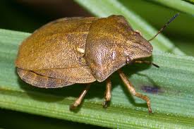 Attēlu rezultāti vaicājumam “Eurygaster testudinaria”