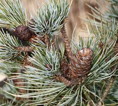 Attēlu rezultāti vaicājumam “Pinus pumila male flower”