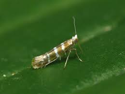 Attēlu rezultāti vaicājumam “Argyresthia semifusca”