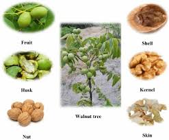 Attēlu rezultāti vaicājumam “Juglans x sinensis fruit”