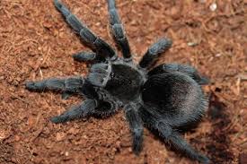 Attēlu rezultāti vaicājumam “Comatricha pulchella macro”