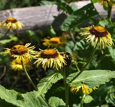 Image result for Telekia speciosa