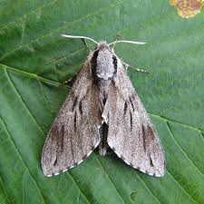 Attēlu rezultāti vaicājumam “Sphinx pinastri”