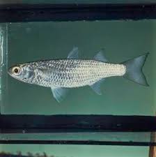 Image result for Crenimugil seheli