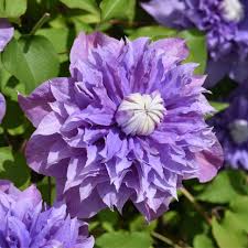 Image result for clematis multi blue