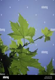 Attēlu rezultāti vaicājumam “Platanus x hispanica (syn. Platanus x acerifolia) leaf”