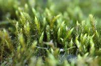 Attēlu rezultāti vaicājumam “Hygroamblystegium tenax”