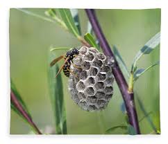 Attēlu rezultāti vaicājumam “Polistes nimpha”