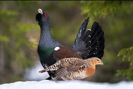 Attēlu rezultāti vaicājumam “Tetrao urogallus male”