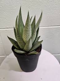 Image result for Haworthia