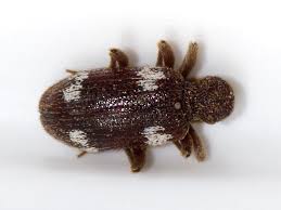 Attēlu rezultāti vaicājumam “Ptinus sp.”