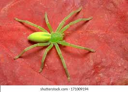 Attēlu rezultāti vaicājumam “Micrommata virescens”