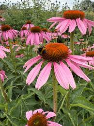 Image result for Echinacea purpurea