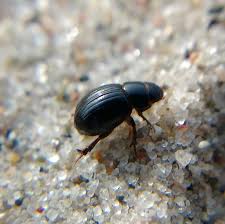 Attēlu rezultāti vaicājumam “Aegialia arenaria”