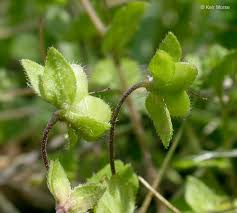 Attēlu rezultāti vaicājumam “Veronica persica flower”