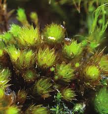 Attēlu rezultāti vaicājumam “Bryum funkii”