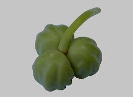 Image result for Tropaeolum majes