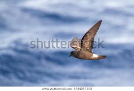 Image result for Oceanodroma castro