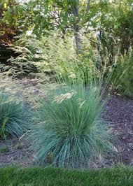 Attēlu rezultāti vaicājumam “Helictotrichon pratense leaf”