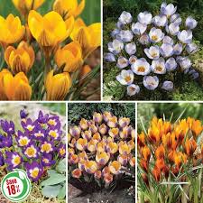 Attēlu rezultāti vaicājumam “Crocus”