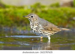 Attēlu rezultāti vaicājumam “Turdus philomelos”