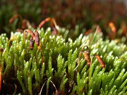 Attēlu rezultāti vaicājumam “Bryum funkii macro”