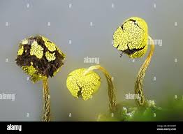 Attēlu rezultāti vaicājumam “Physarum viride var. aurantium”