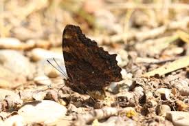 Attēlu rezultāti vaicājumam “Nymphalis polychloros upperside”
