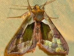 Attēlu rezultāti vaicājumam “Diachrysia tutti”