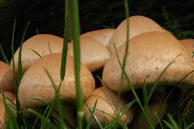 Attēlu rezultāti vaicājumam “Psathyrella lacrymabunda”