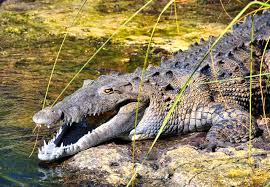 Image result for Crocodylus acutus