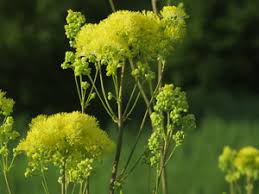 Attēlu rezultāti vaicājumam “Thalictrum aquilegifolium leaf”