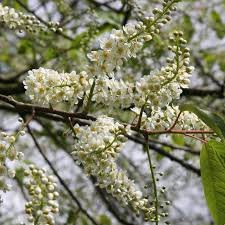 Attēlu rezultāti vaicājumam “Prunus padus var. roseiflora flower”