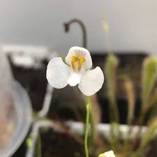 Attēlu rezultāti vaicājumam “Utricularia intermedia flower”