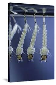 Attēlu rezultāti vaicājumam “Culex pipiens larva”