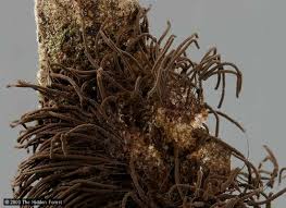 Attēlu rezultāti vaicājumam “Stemonaria irregularis spores”