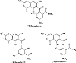 Attēlu rezultāti vaicājumam “Didymium annulisporum young”