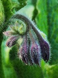 Attēlu rezultāti vaicājumam “Symphytum officinale flower”