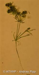 Attēlu rezultāti vaicājumam “Nitella sp.”