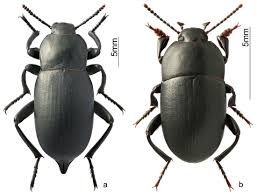 Attēlu rezultāti vaicājumam “Bolitophagus reticulatus imago”