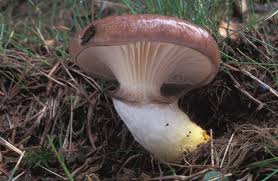 Attēlu rezultāti vaicājumam “Gomphidius glutinosus”