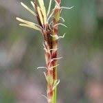 Attēlu rezultāti vaicājumam “Carex digitata leaf”